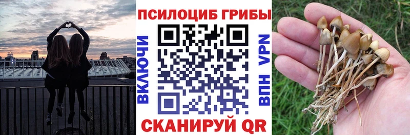 Псилоцибиновые грибы Psilocybine cubensis  цена   Борисоглебск 